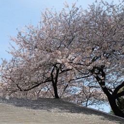 桜