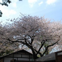 桜