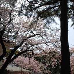 桜