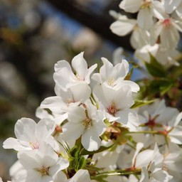 桜
