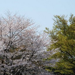 桜