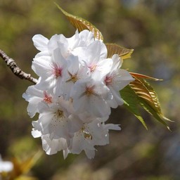 桜