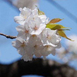 桜