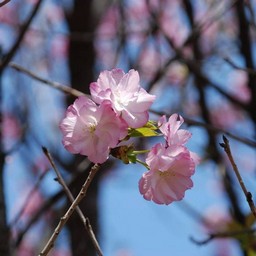 桜