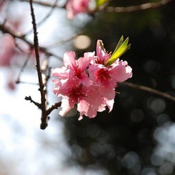 桃