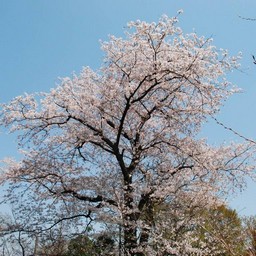 桜