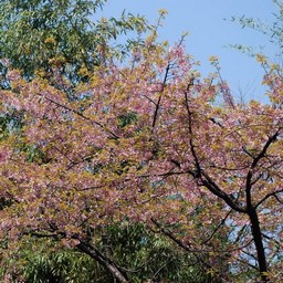 桜
