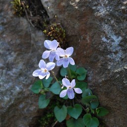 青い花