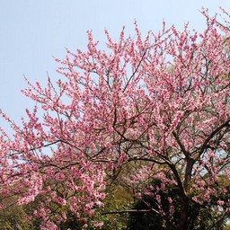 桃