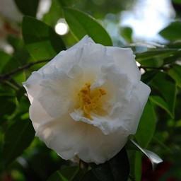 椿