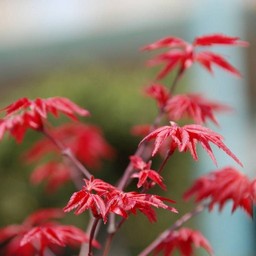 もみじ