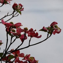 花水木