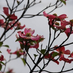 花水木