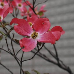花水木