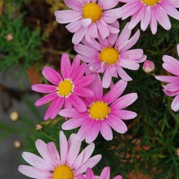 ピンクの花