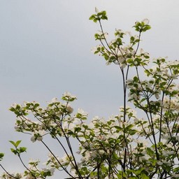 花水木