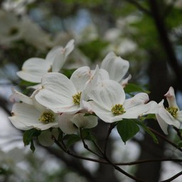 花水木
