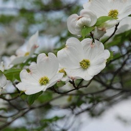 花水木