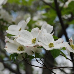 花水木