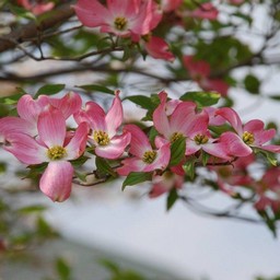 花水木