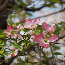 花水木