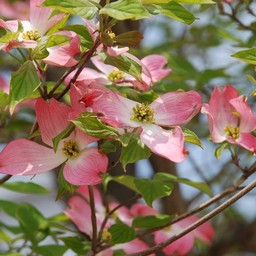 花水木
