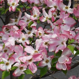 花水木