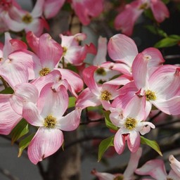 花水木