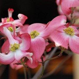 花水木