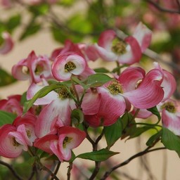 花水木