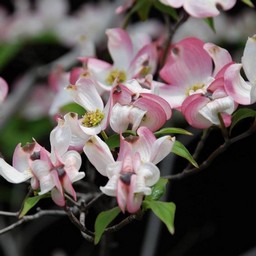 花水木