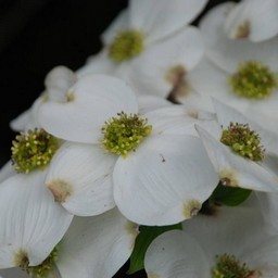 花水木