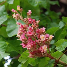 ピンクの花(木)