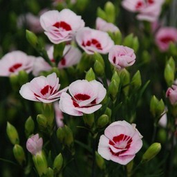 カーネーション