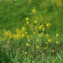 菜の花