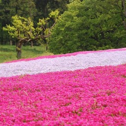 芝桜