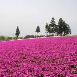 芝桜