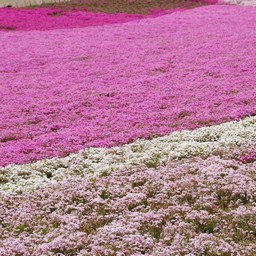 芝桜
