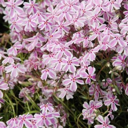 芝桜