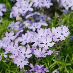 芝桜