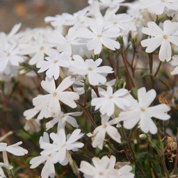 芝桜