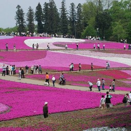 芝桜
