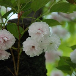 八重桜
