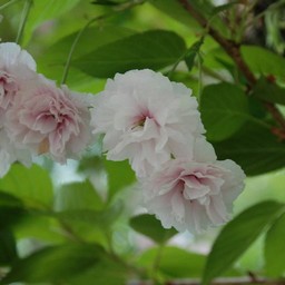 八重桜