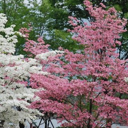 花水木