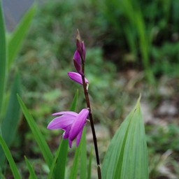 紫の花