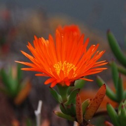 オレンジの花