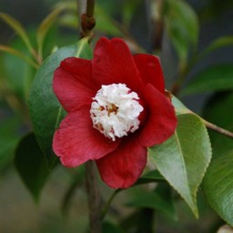 茶花ツバキ