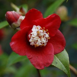 茶花ツバキ