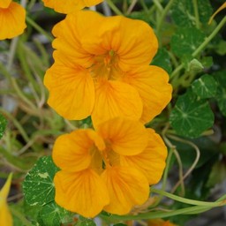 金蓮花
